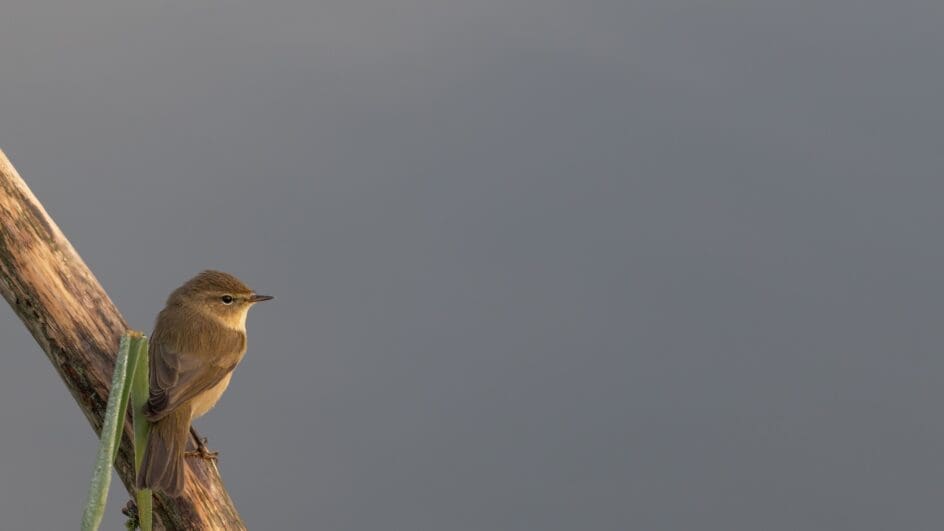 Reed warbler bird