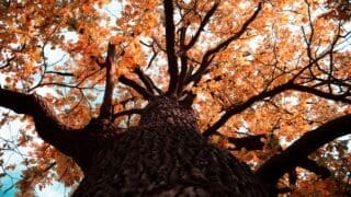 Ancient Maple tree