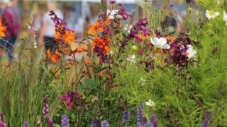 Belvoir Castle Flower Show