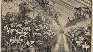Orchid house Cattelya House