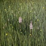 Endellion Lycett Green - Water Meadow Orchid painting 2023