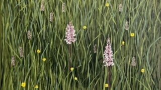 Endellion Lycett Green - Water Meadow Orchid painting 2023