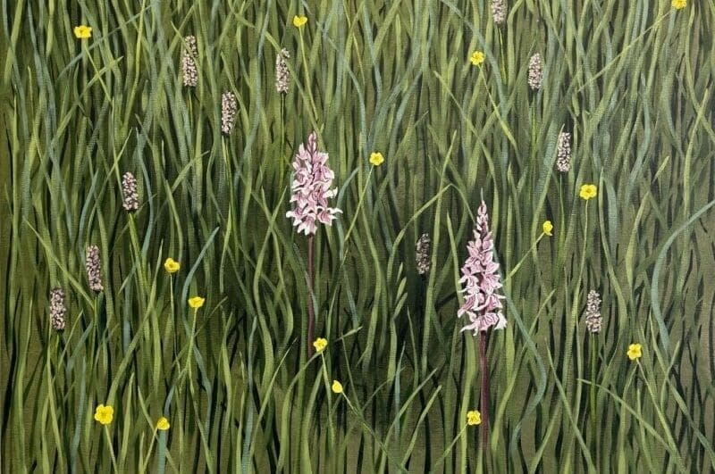 Endellion Lycett Green - Water Meadow Orchid painting 2023