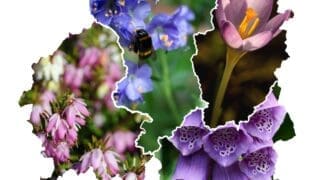 North Midlands Cluster Group for the Society of Garden Designers