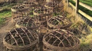 Willow basket grow throughs