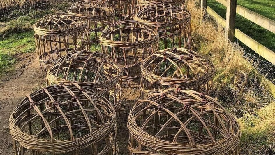 Willow basket grow throughs