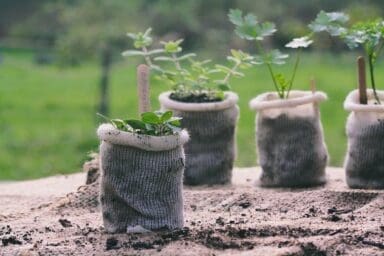 Wool pots with plants