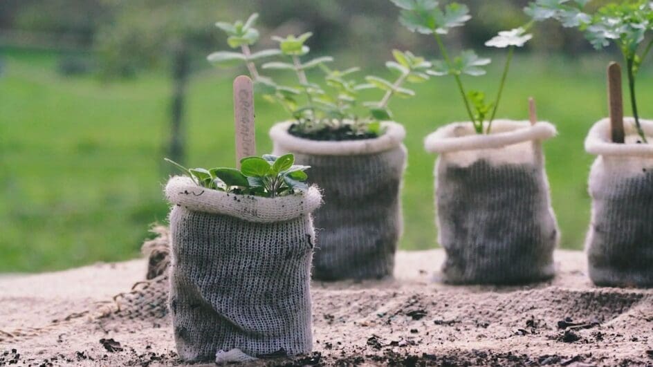 Wool pots with plants