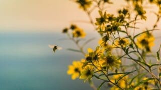 Plants with yellow flowers