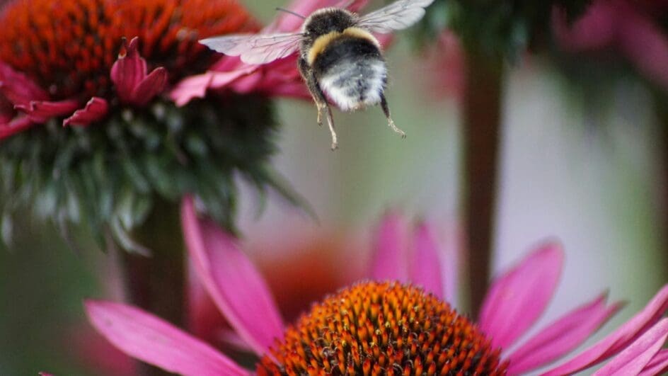Bumblebee on echinacea