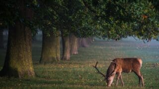 Red Deer