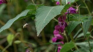 Himalayan Balsam