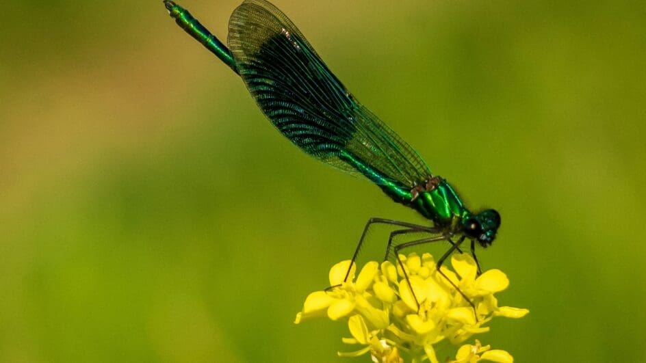 Dragon Fly