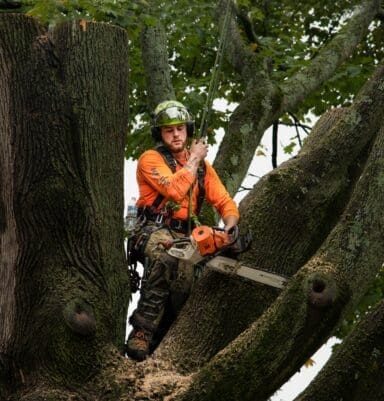 Arborist working in a tree