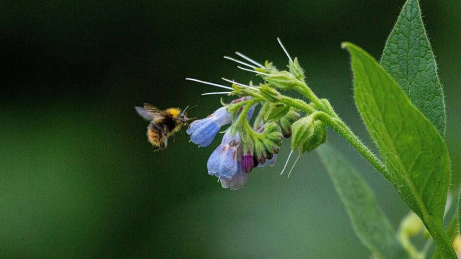 Bee on Comfrey