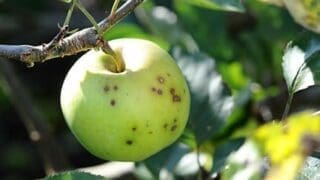 apple and pear scab plant disease seen on an apple