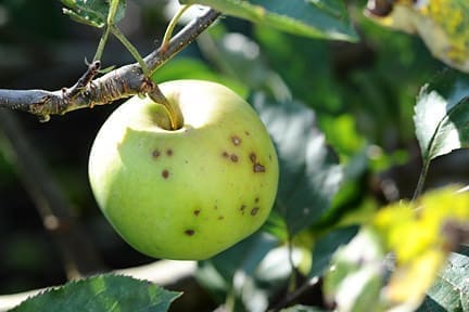 apple and pear scab plant disease seen on an apple