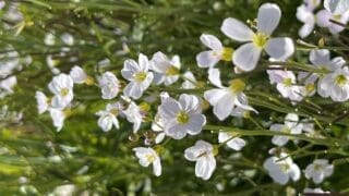 Cardamine pratensis