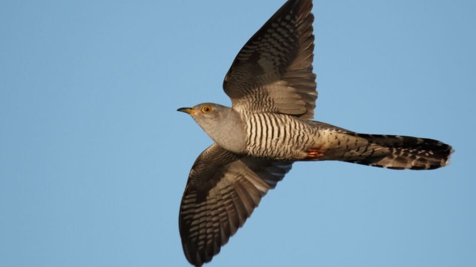 Cuckoo in flight