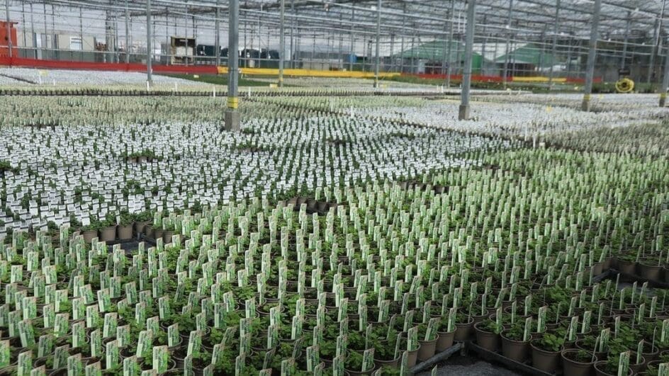 FarPlants nursery