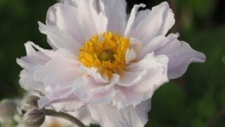 Anemone hybrid Frilly Knickers