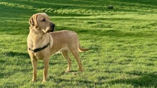 Labrador retriever - a very handsome one