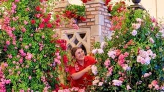 RHS Hampton Court Palace Garden Festival - 3 July 2022. Rosie Rosher, adjusts the display from Peter Beales Roses in front of the Cloister Tower .