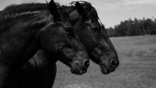 Black horses