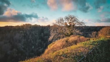 Tree on a cliff face