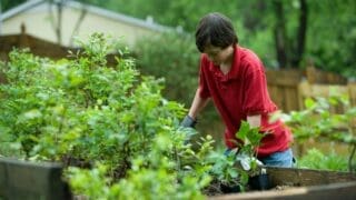 Child gardening