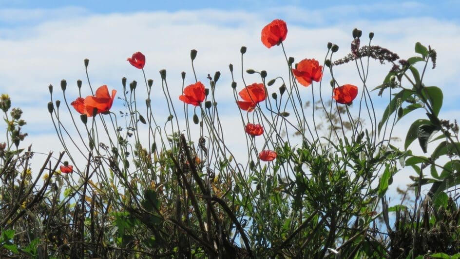 Wild flowers with poppies