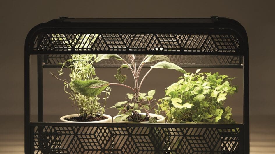 Dobbies indoor plant lights