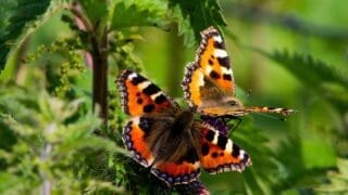 tortoise butterflies