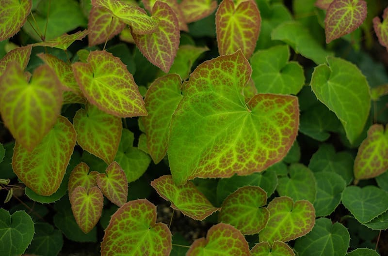 Epimedium leaves