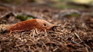 Slug crawling on the ground