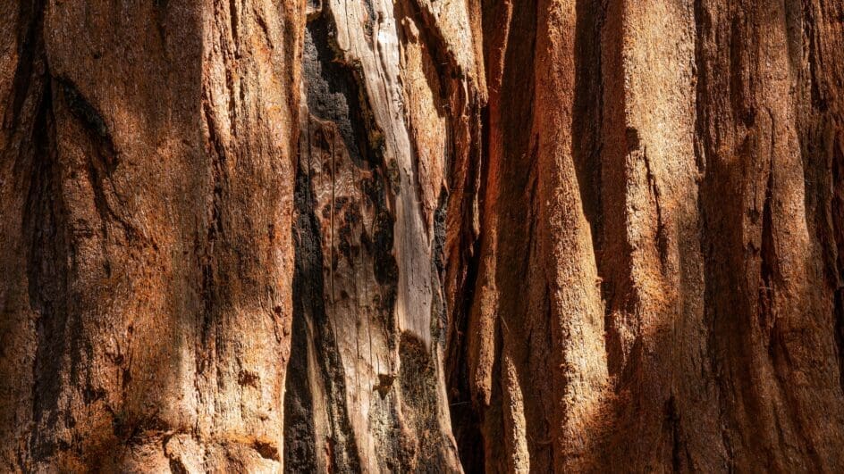 Giant Redwood bark