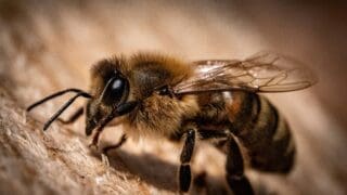 Close up of a bee