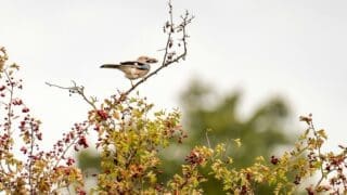 Jay eating hawthorn berries