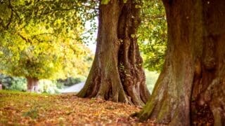 Ancient woodland