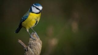 Blue tit bird