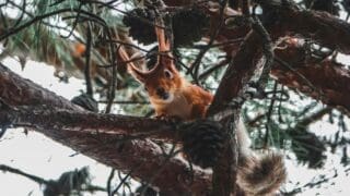 Red squirrel