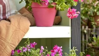 2024 Geranium Hippy Flower Power