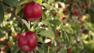 Apple Orchard