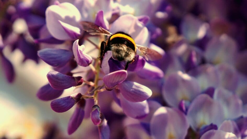 Bumblebee on wisteria