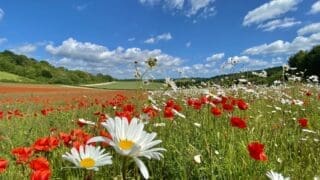 Crundale Downs in Bloom