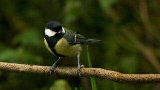 Great Tit bird