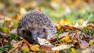 Hedgehog