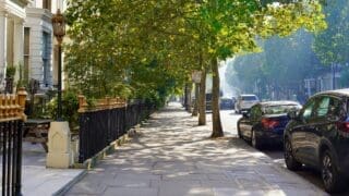 Trees on a london street