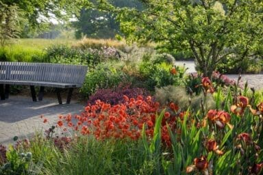 Geum Scarlet Tempest with Malus 'Winter Gold' and Iris 'Kent Pride' at Hilltop at RHS Garden Wisley.