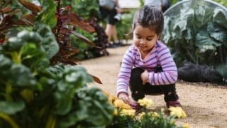 World Food garden RHS Wisley with young girl admiring the vegetables